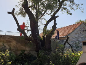 Rusenje-stogodisnjeg-badema